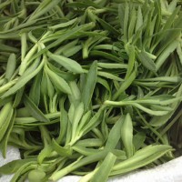 養心菜種苗救心菜種苗